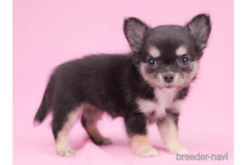 成約済の東京都のチワワ(ロングコート)-200322の3枚目